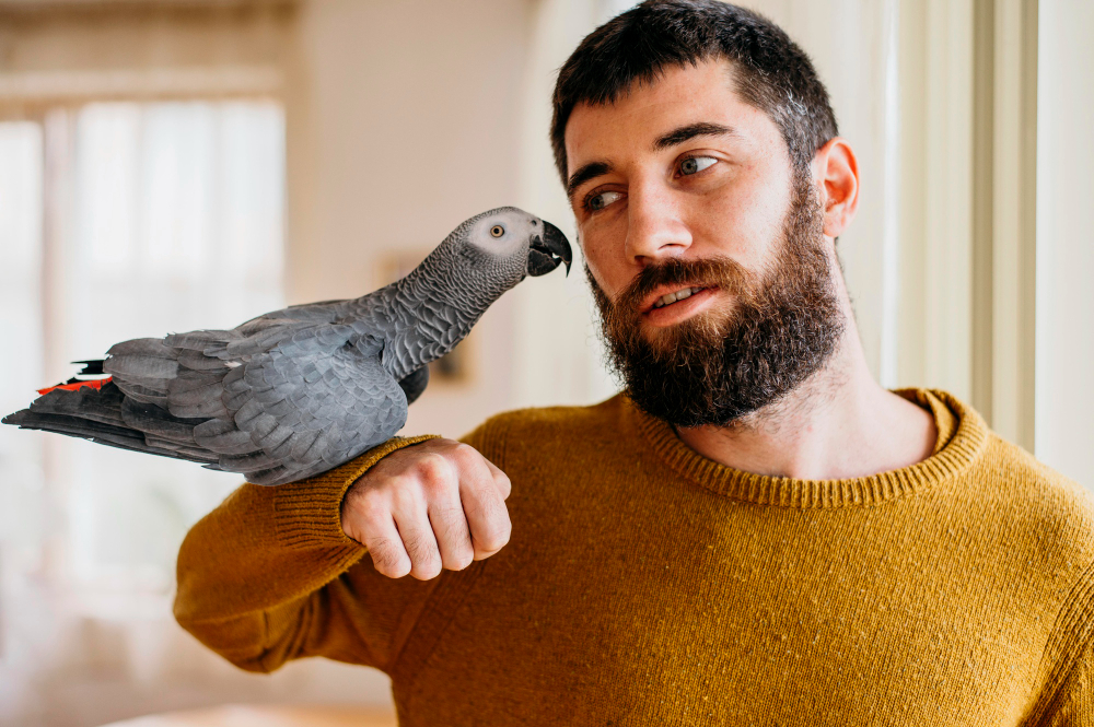 Easy Steps to Train a Parrot Fast at Home