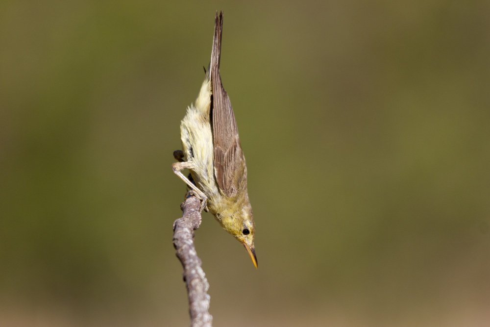 Dead Leaf vs Orchid Mantis