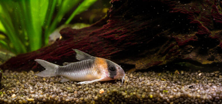 Oscar Fish Care: Tank Size, Diet & Behavior