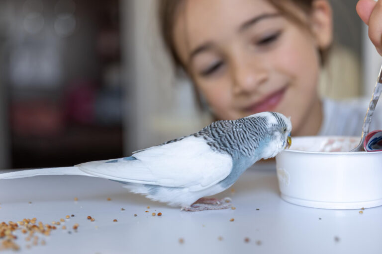 Best Diet Plan for Amazon Parrots at Home