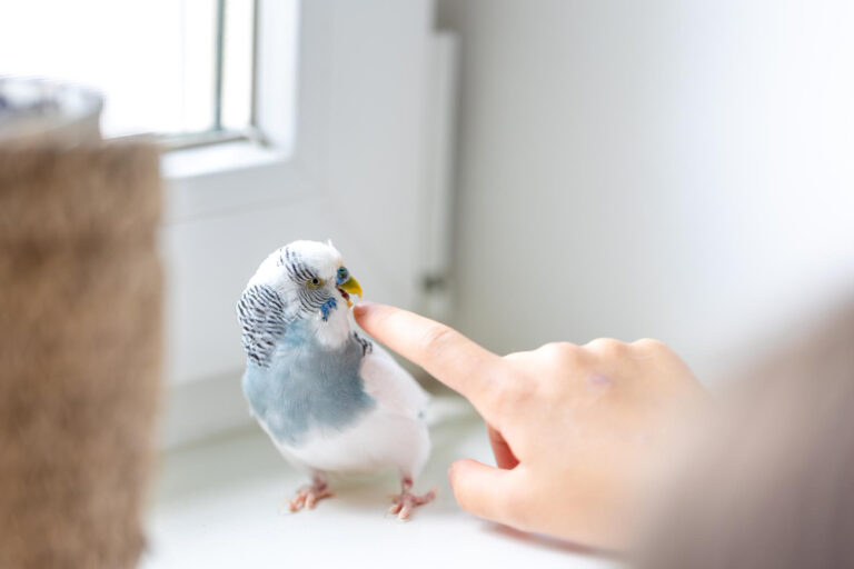How to Stop Lovebird Biting