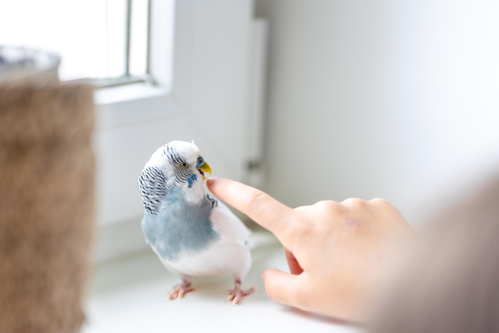How to Stop Lovebird Biting