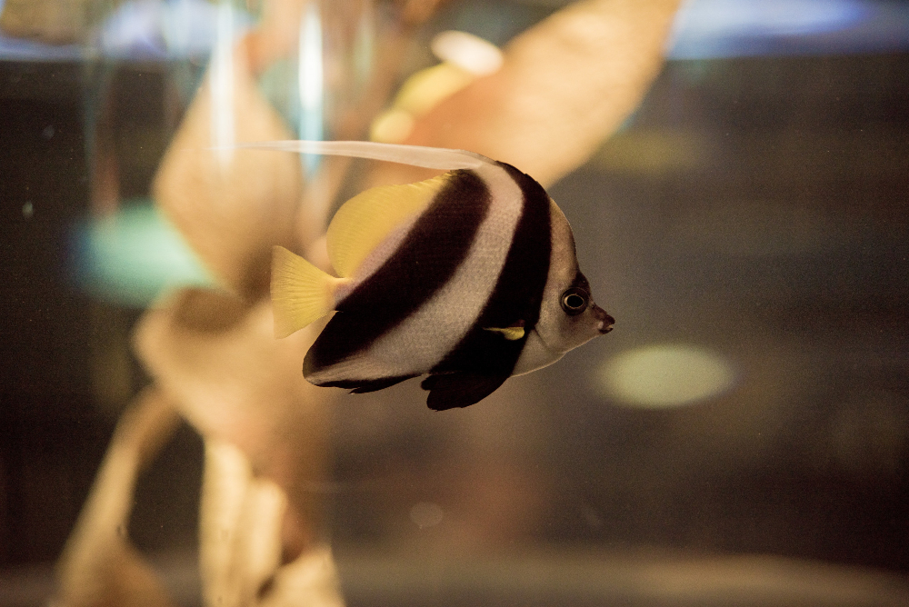 Corydoras Catfish Care for Peaceful Aquariums