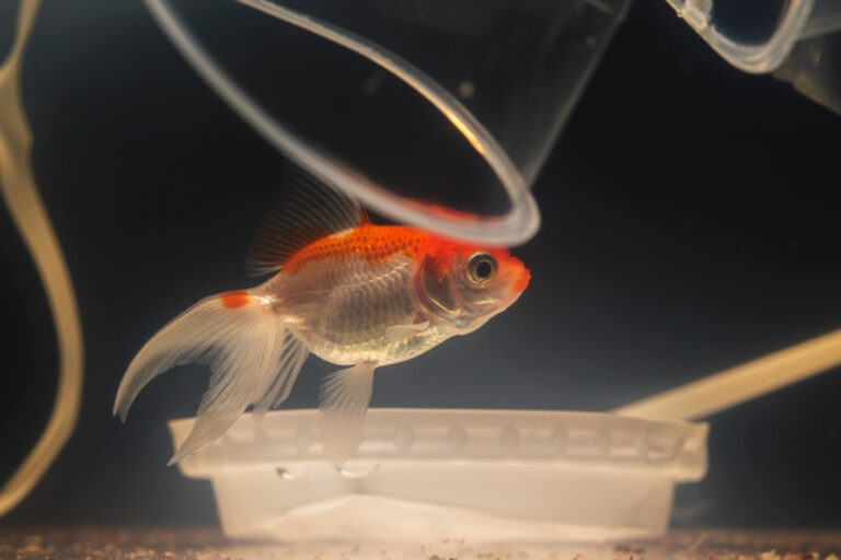Goldfish Care Guide