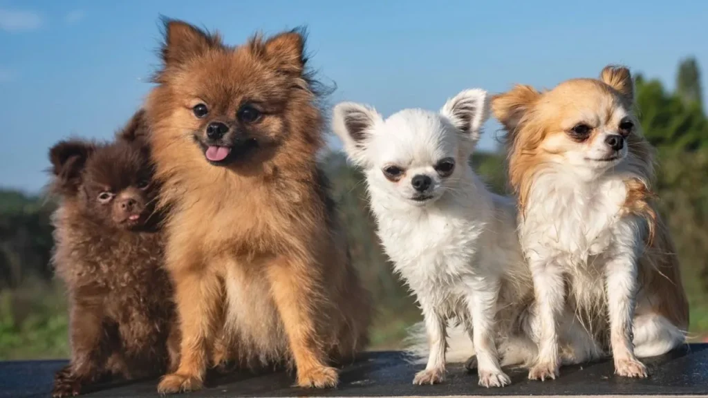 Best Dog Food for Small Breeds