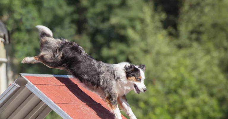 Why daily exercise is important for dogs health